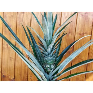 Ananasovník (Ananas champaca) - výška 40-45 cm, kont. C1,5L